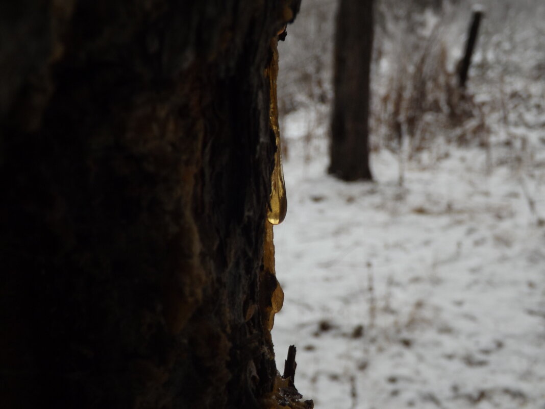 Капля смолы. - Александр Николаев