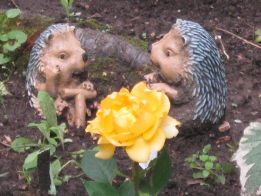 Ёжики и розочка - Дмитрий Никитин