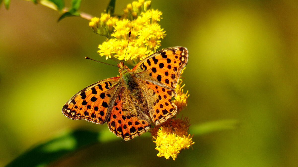 опять про бабочек...234 - Александр Прокудин