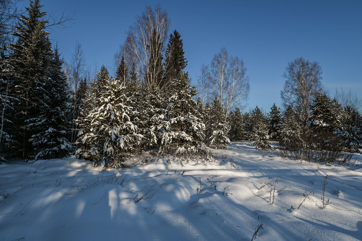 укутались снежным покрывалом - сергей 