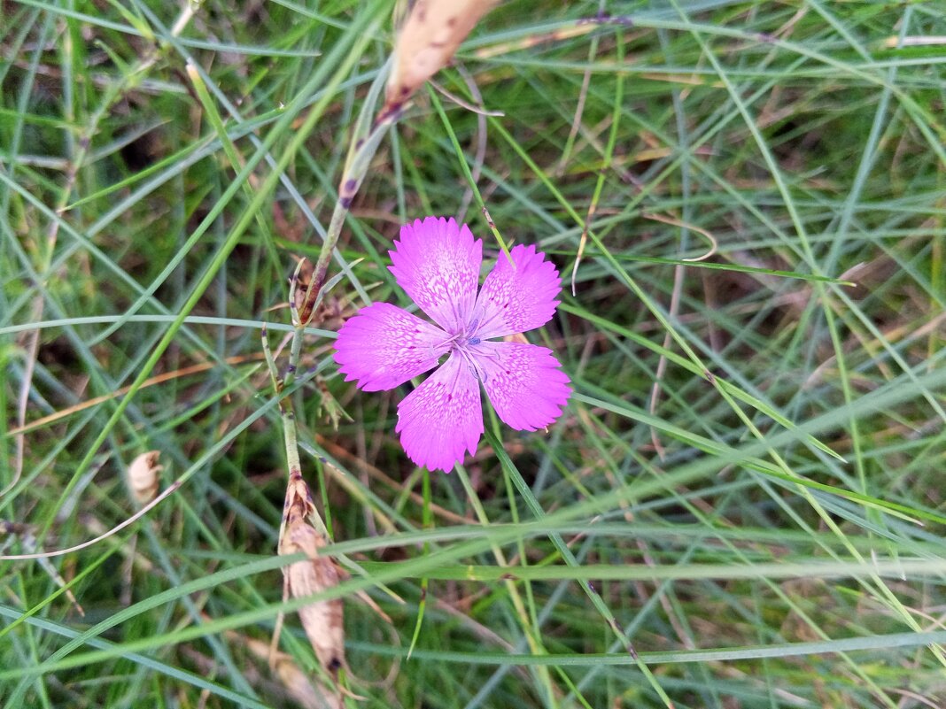 Гвоздика - Сапсан 