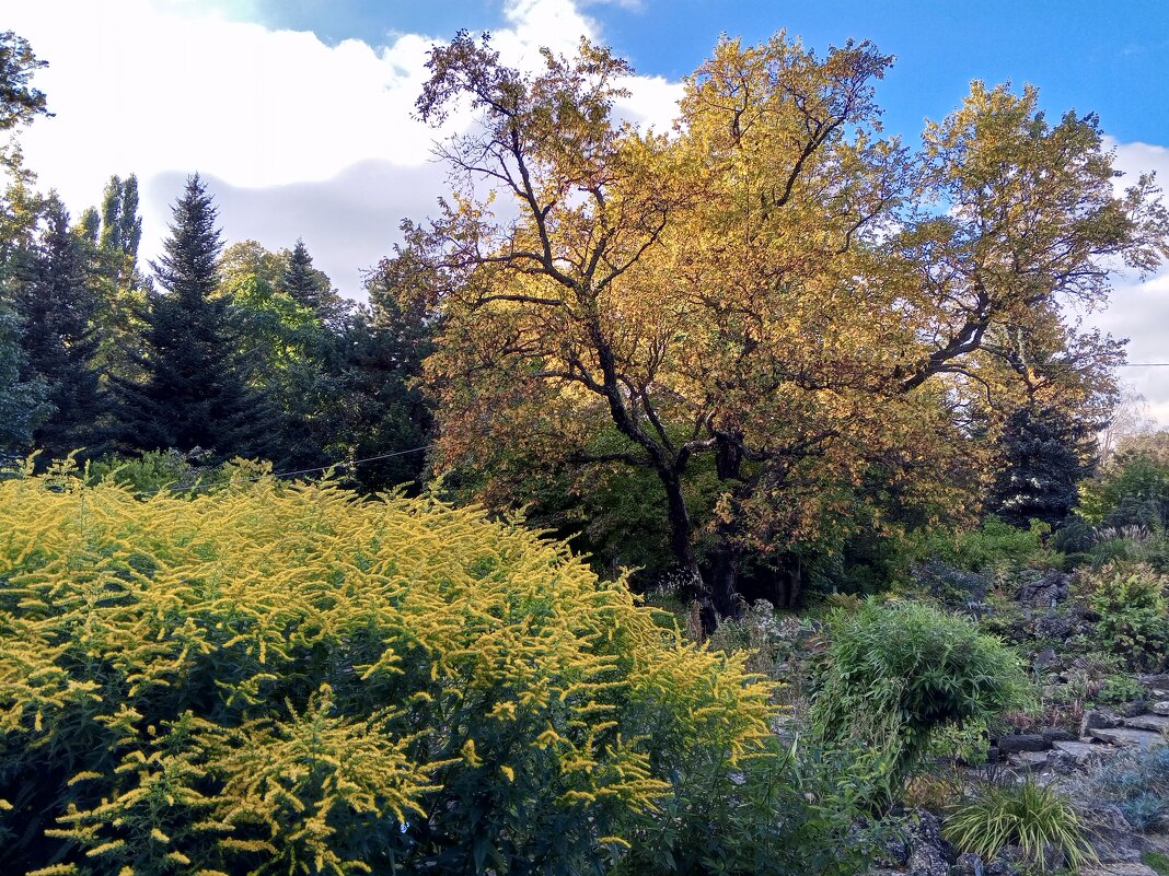 Осень - Сапсан 