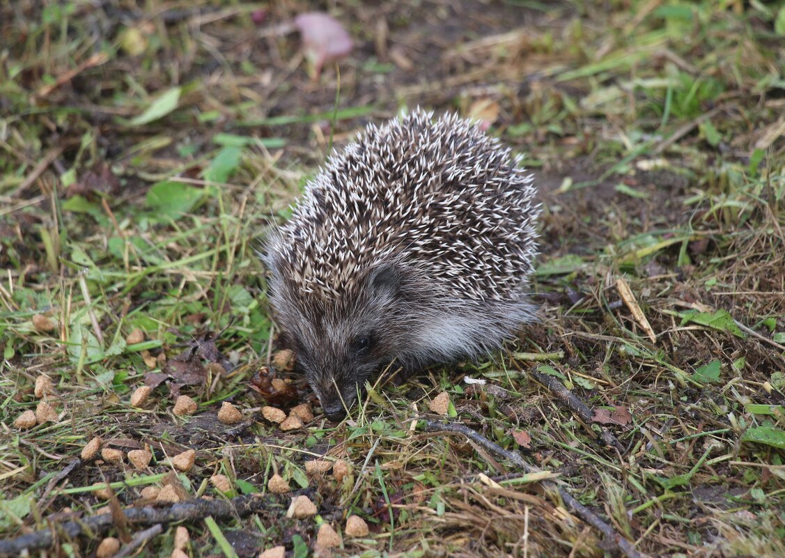 Лето 2025. Август - Наталья Герасимова