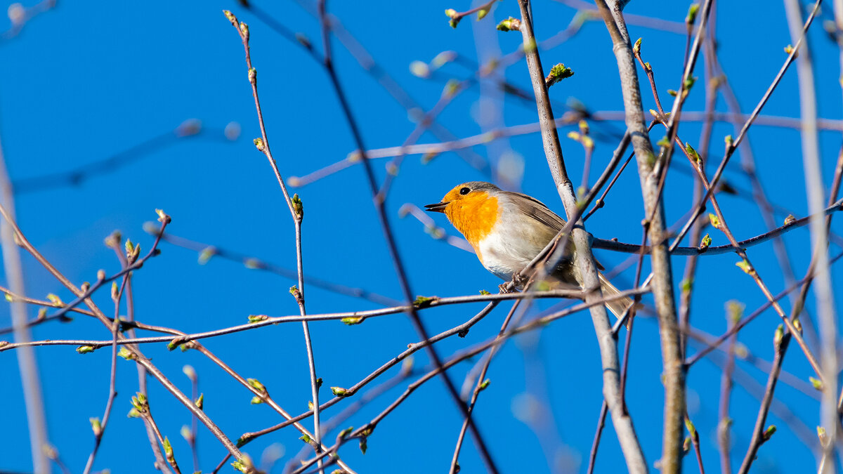 Малиновка. Весенняя песня - Владимир Лазарев