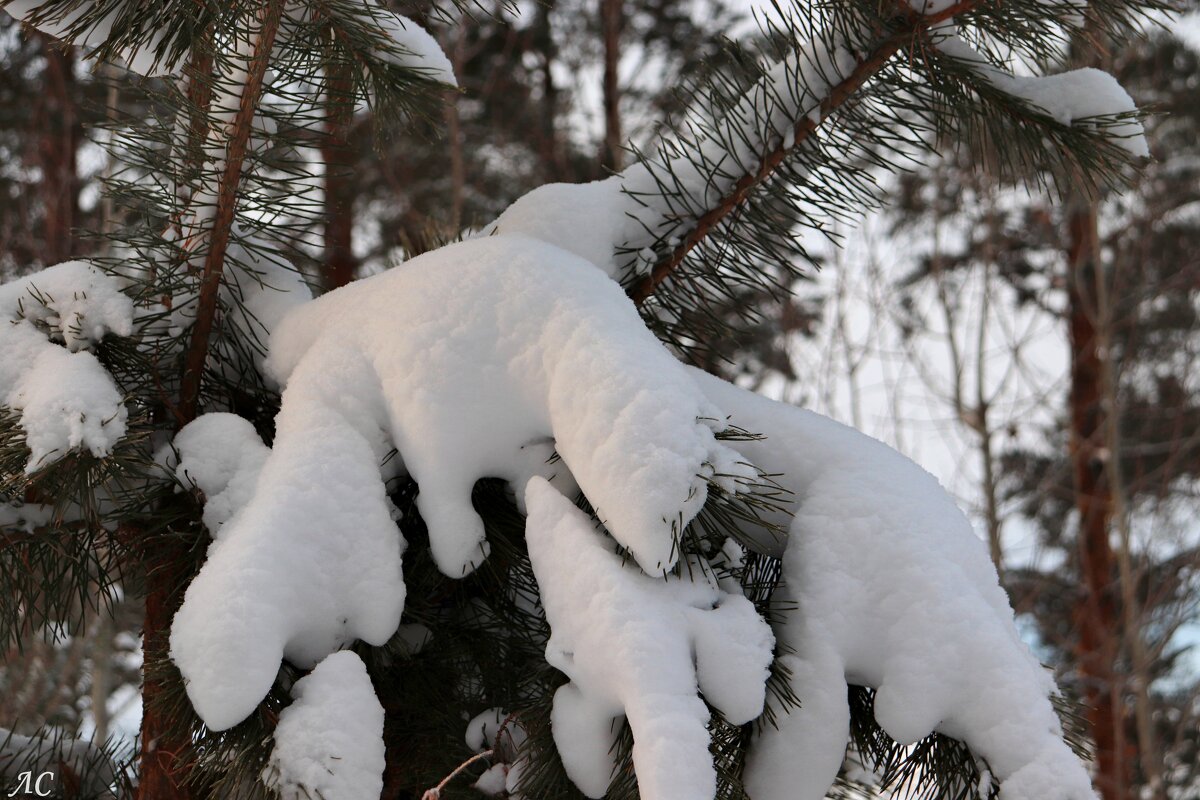 В зимнем наряде - Любовь Сахарова