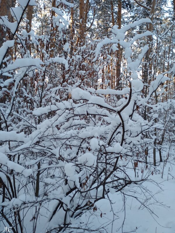 Зимнее настроение (серия) - Любовь Сахарова