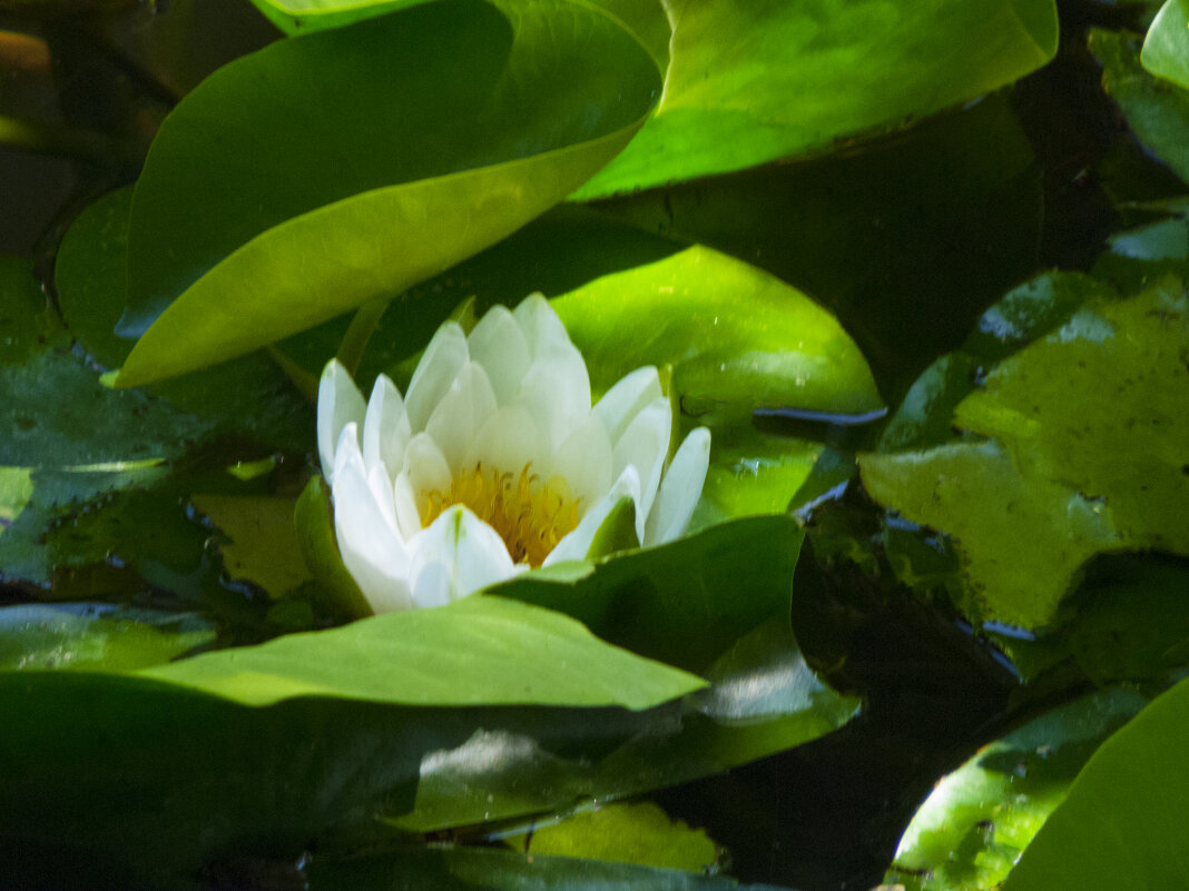 Белая  лилия - Валентин Семчишин