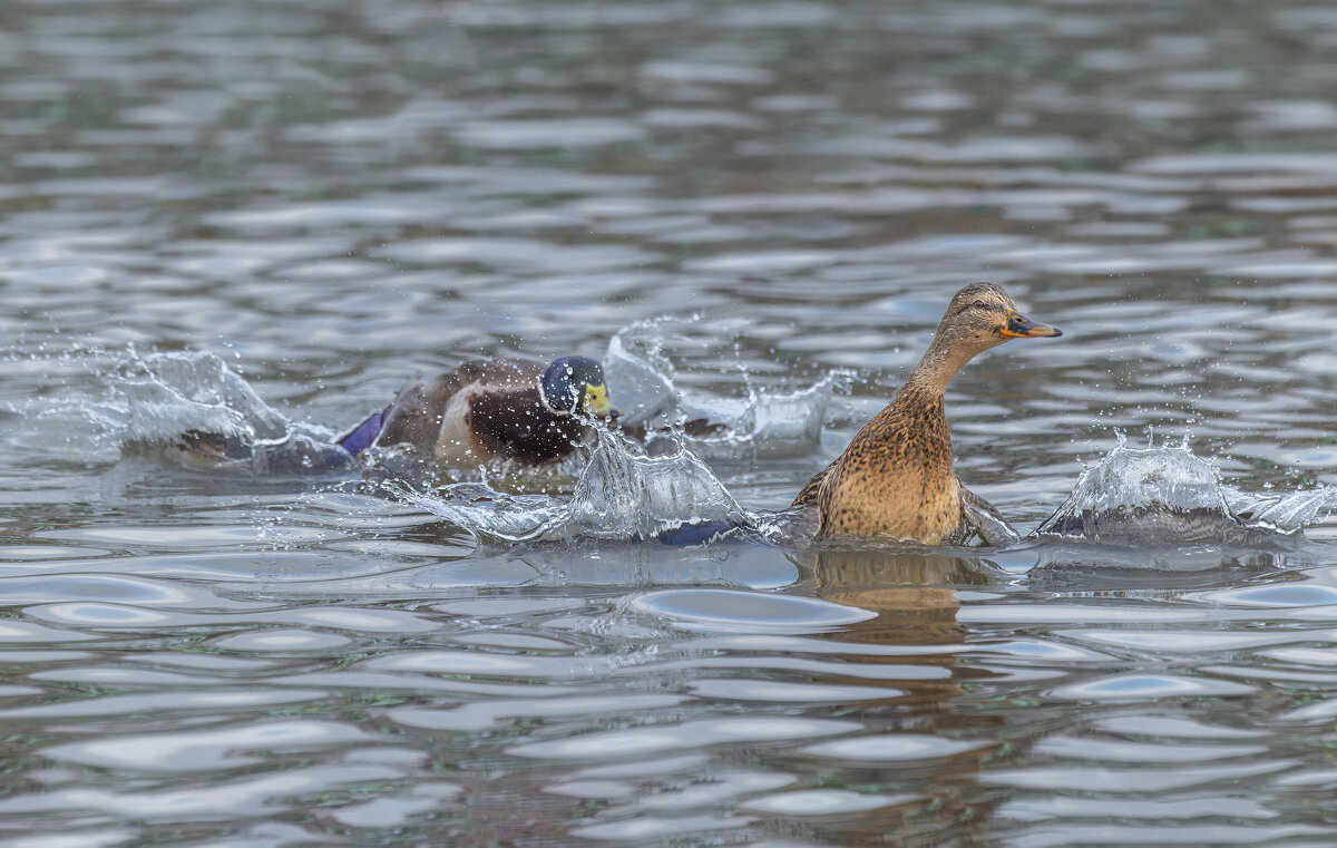 догонялки. - юрий макаров