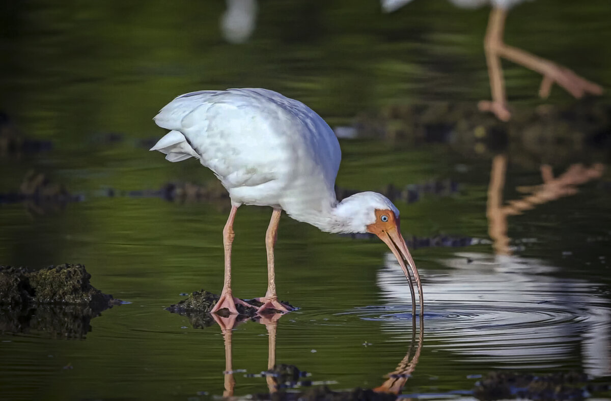 Белый ибис - Aleksey Afonin