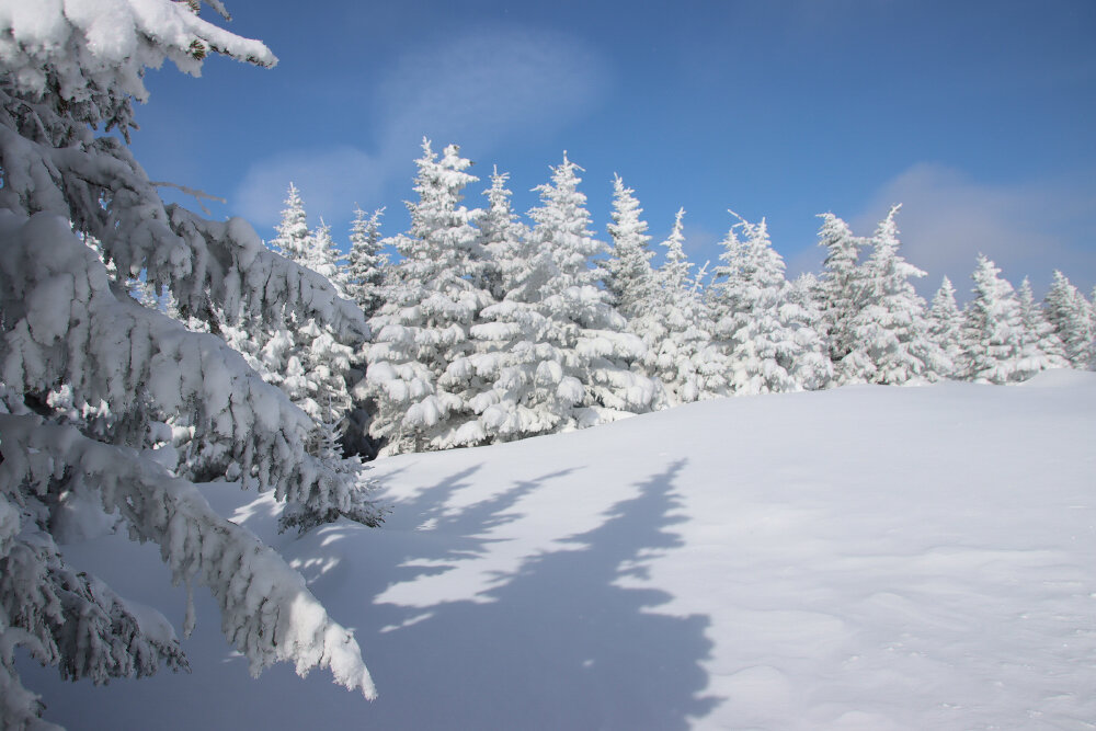 Прогулки по зимнему лесу - Галина Ильясова