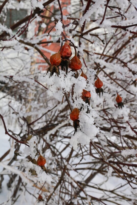 Зимние одёжки - Ольга 