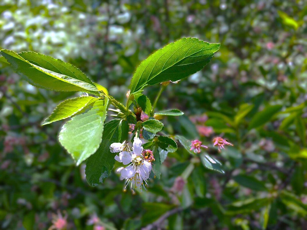 Веточка Вишни обыкновенной... - Olga Oskolkova