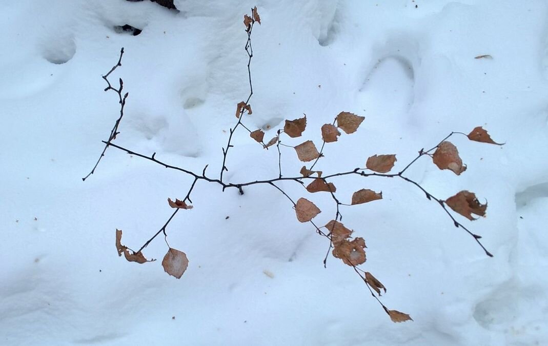 Снег - Елена Семигина