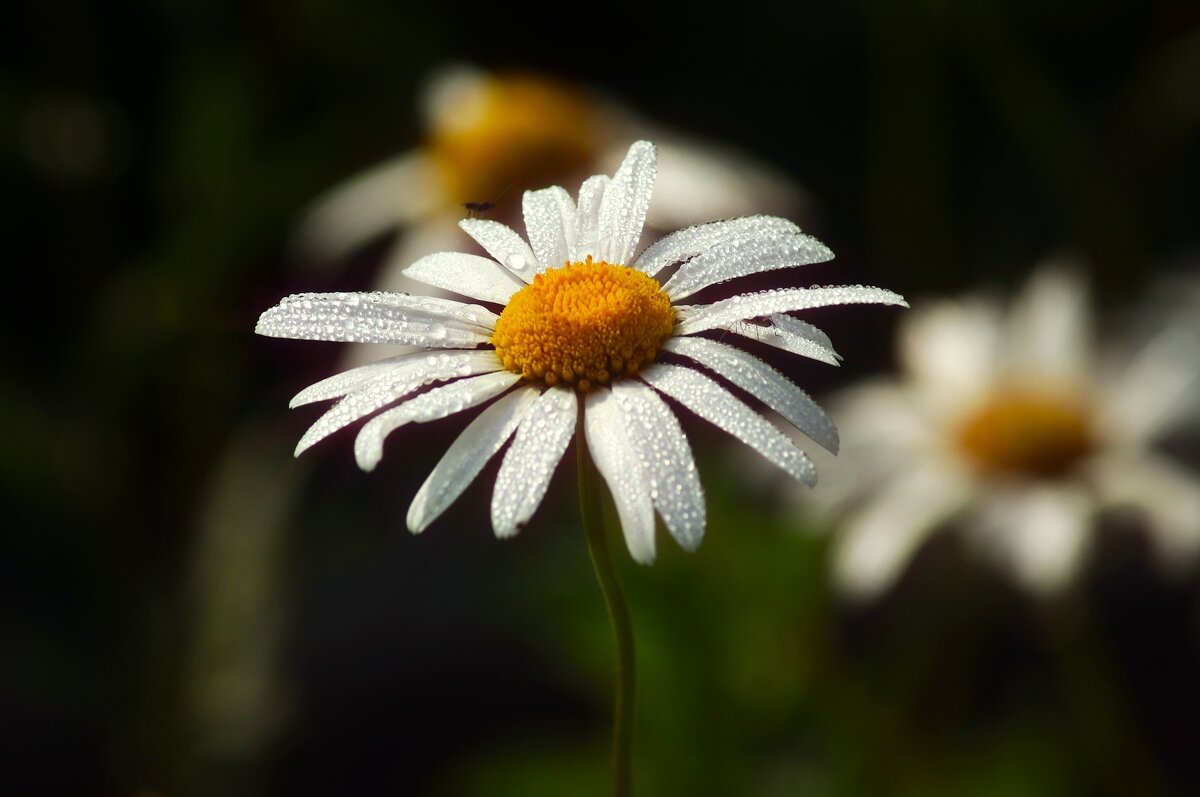 Доброе утро - Юрий. Шмаков