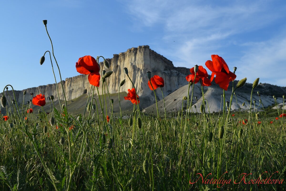 Природа Крыма - Amazing Cosmea