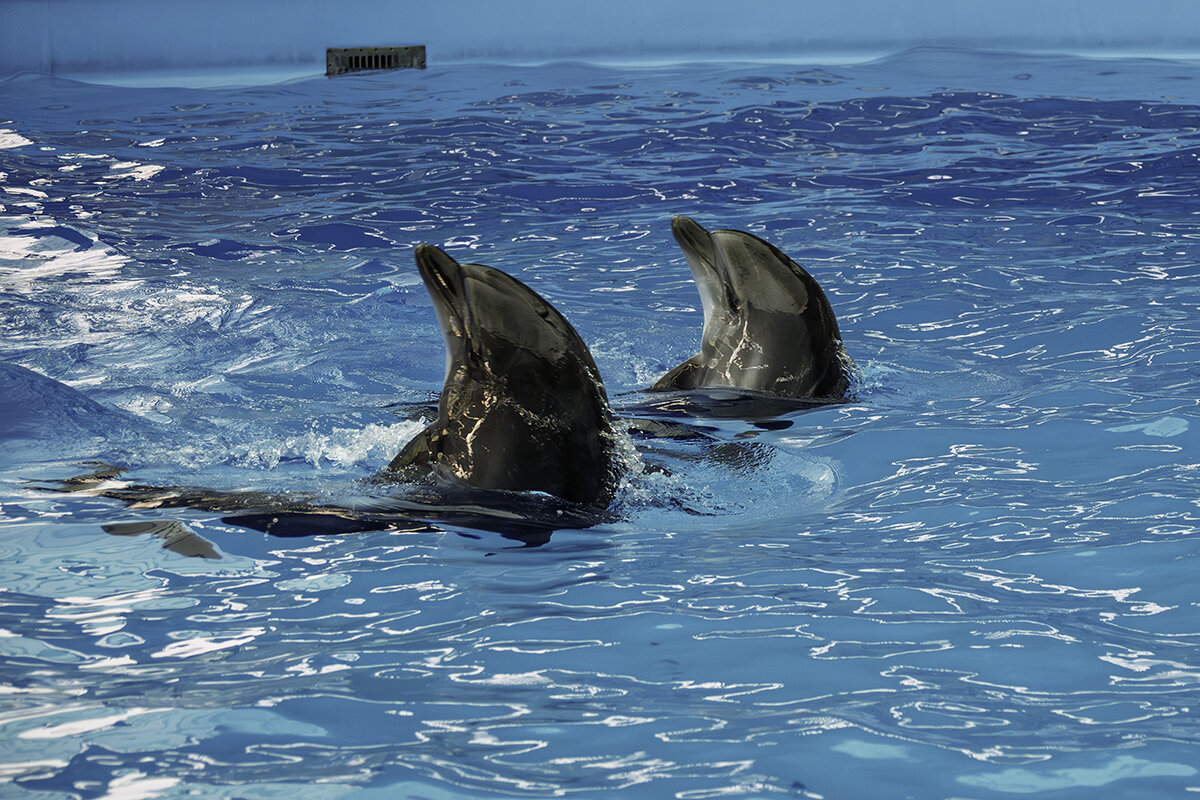 Дельфины - Игорь Сикорский