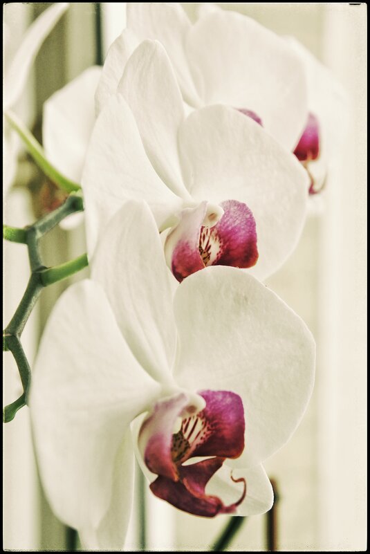 Орхидея... - Руслан 