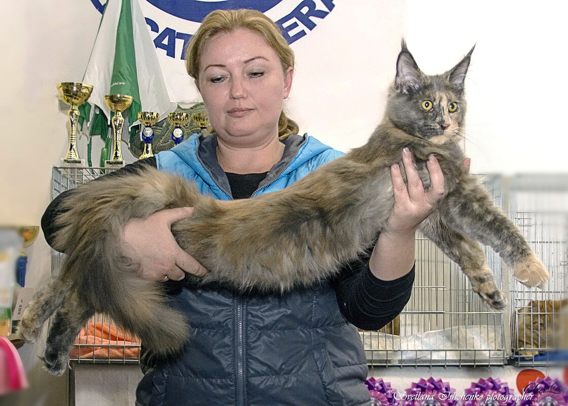 Фото с выставки кошек - Светлана Ищенко
