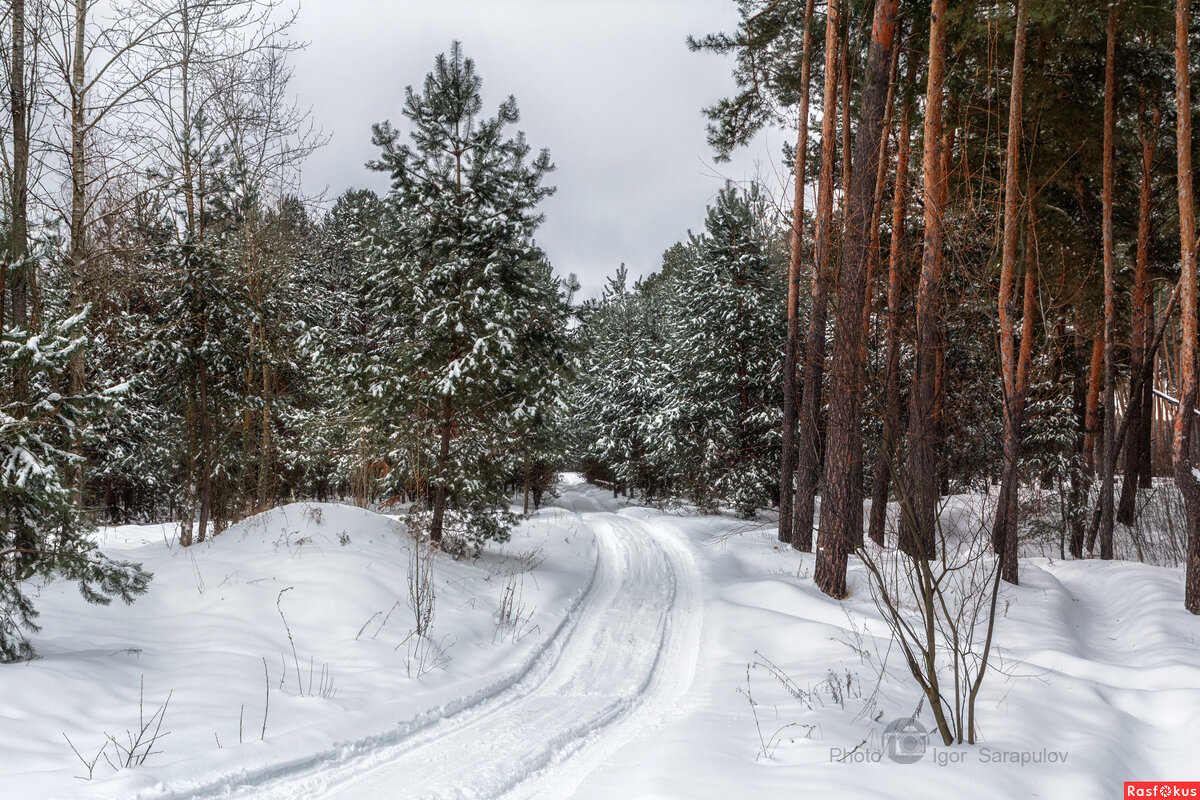 Зима в сосновом лесу - Игорь Сарапулов