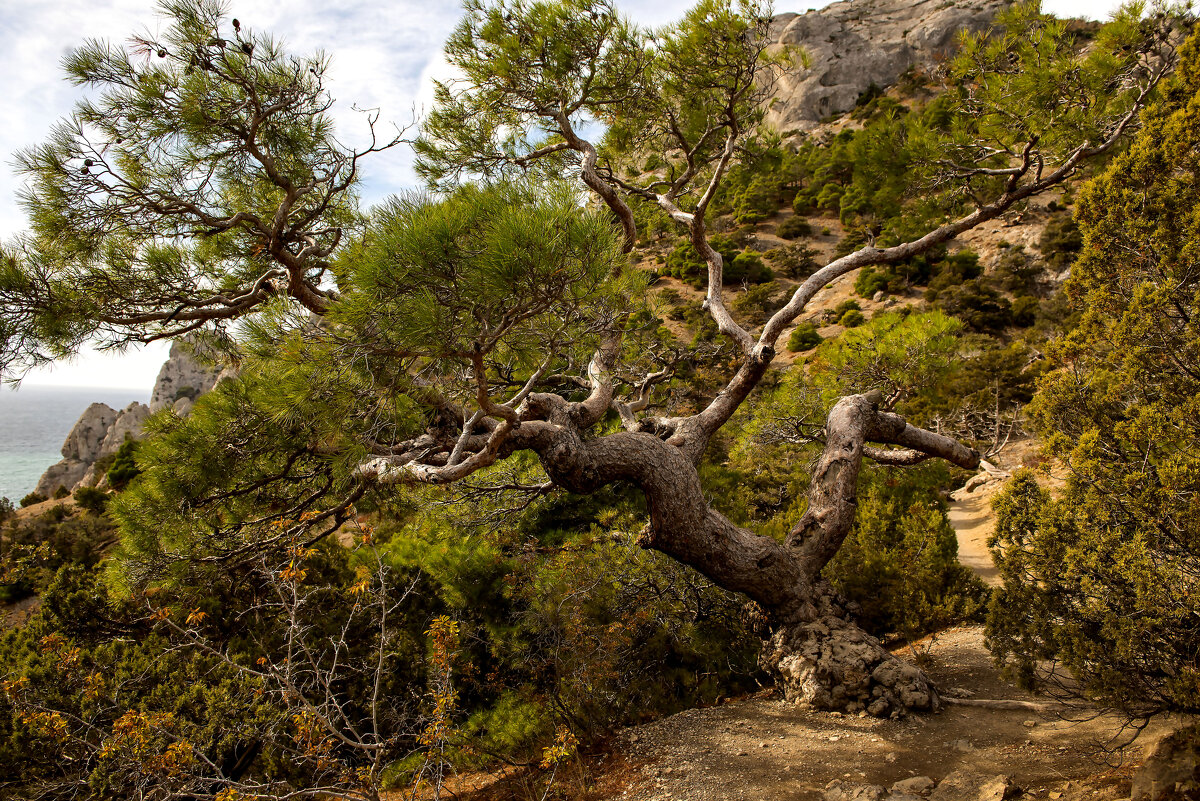 Тропа Голицына. - Сергей Воротников