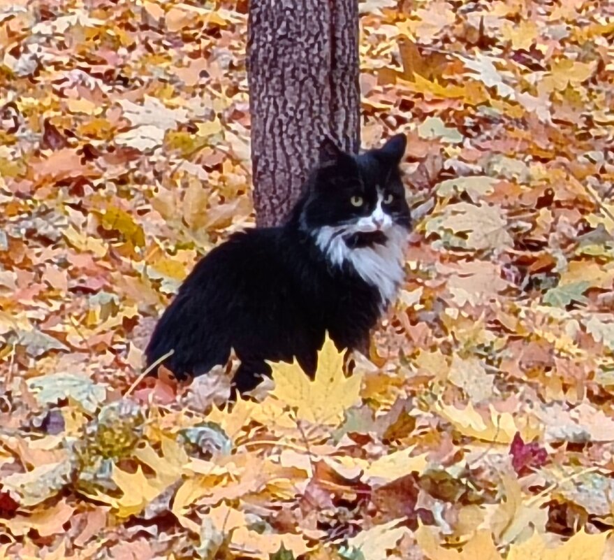 Кот в осеннем интерьере - Надежда 