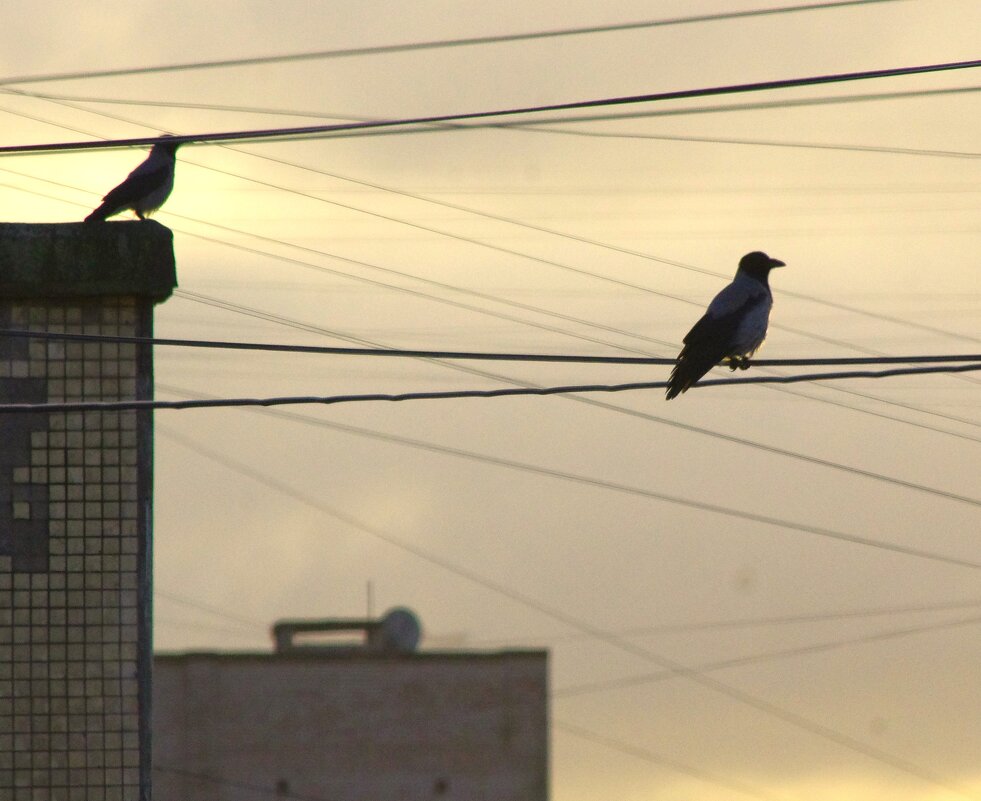 Две вороны... - Юрий Куликов