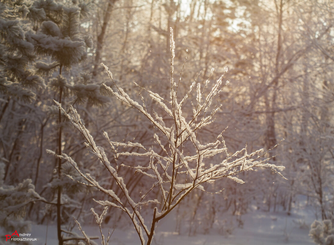 Зимний день - Андрей Пристяжнюк