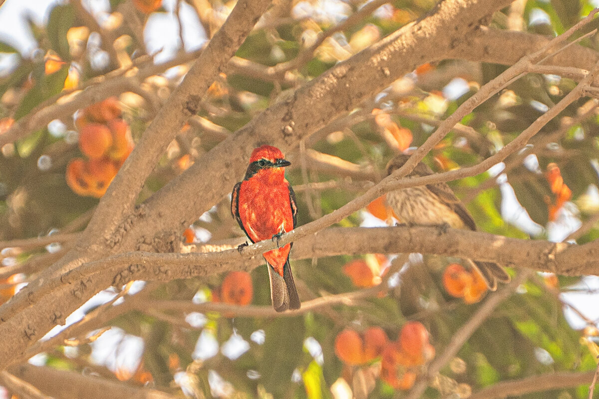 Питомцы Перу - Svetlana Galvez