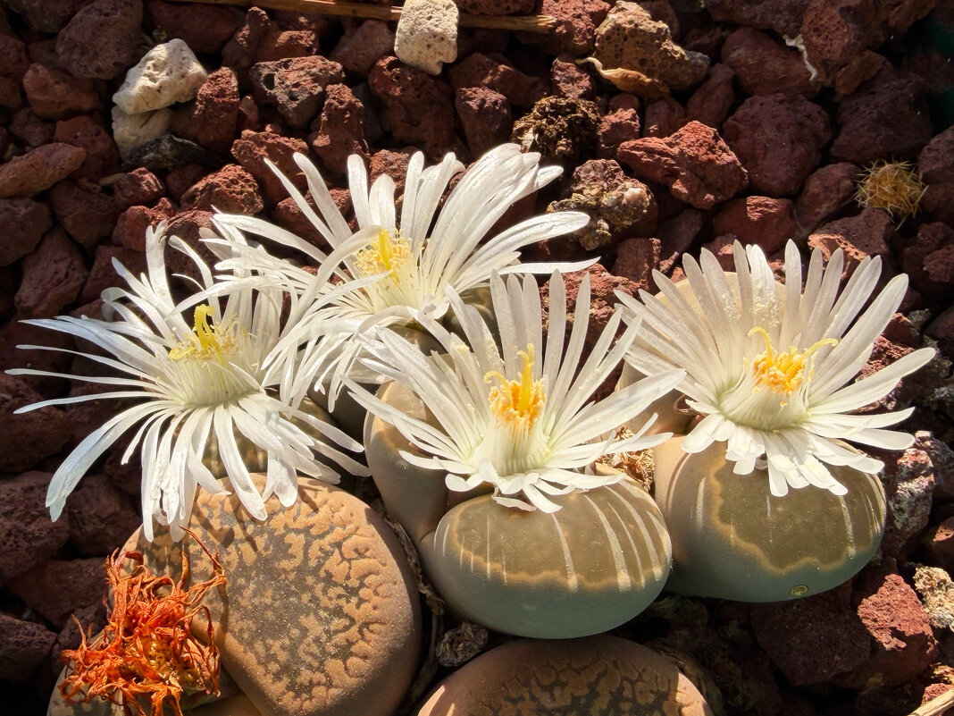 Цветём к Новому Году! Это мои литопсы. - Александр Деревяшкин