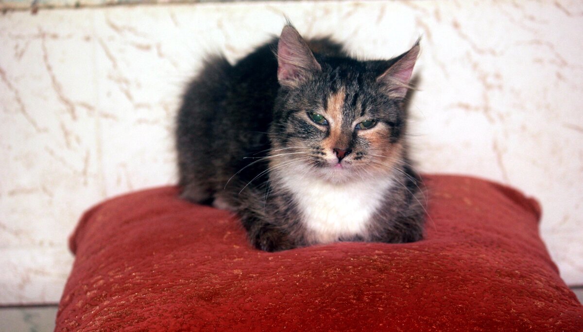 Соня - Сергей Кочнев