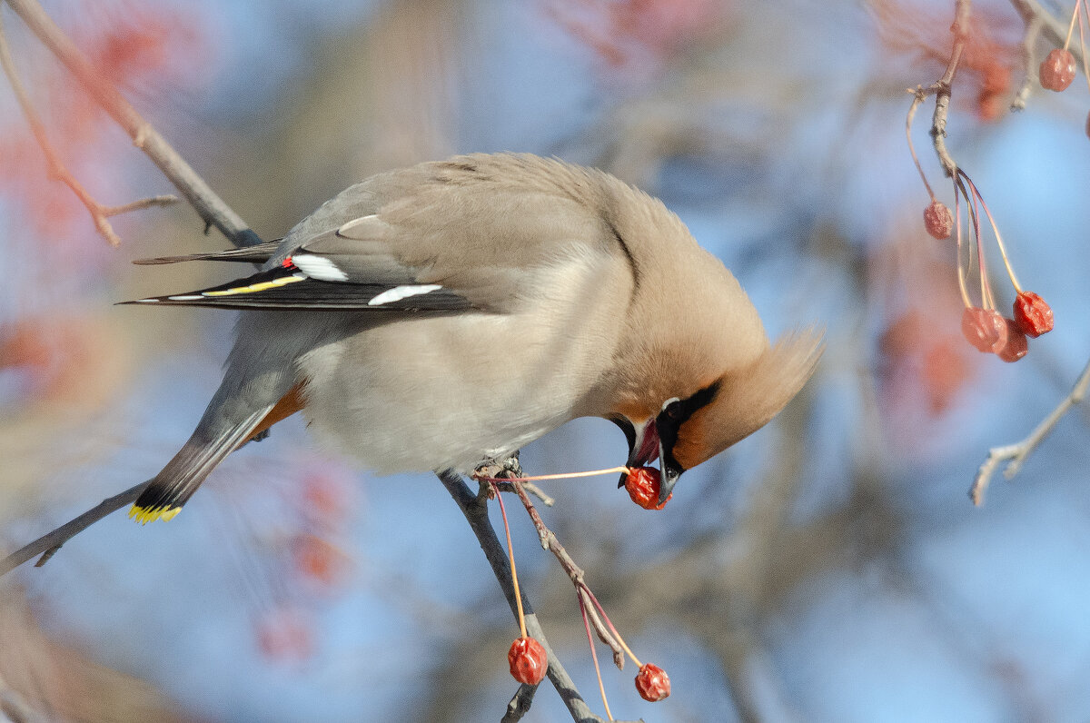 Свиристель - Виктор Иванович Чернюк