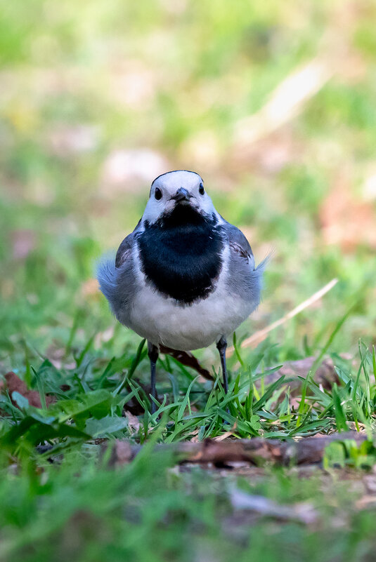 Трясогузка - Владимир Лазарев