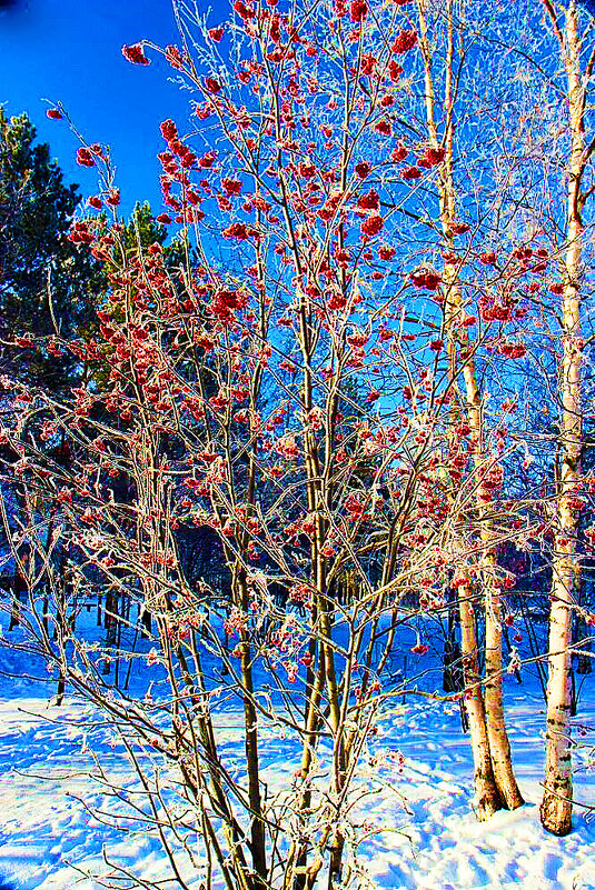 Январь...Зимняя рябина на лесной опушке! - Владимир 