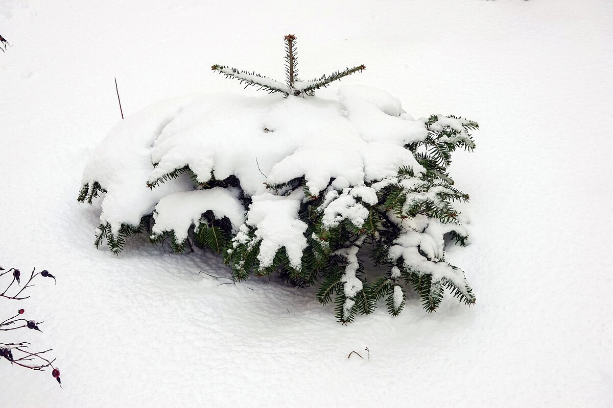 Мороз снежком укутывал - Валерий Иванович