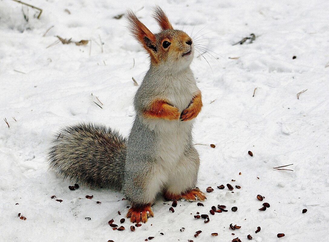 А еще орешки есть? - Галина Нестратова