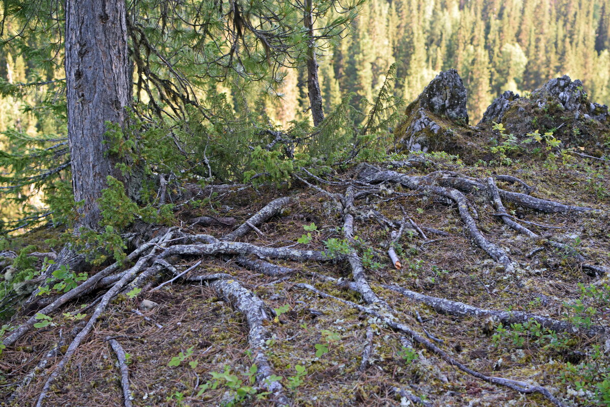 Корни. - ВикТор Быстров