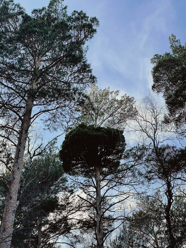 Зимой в лесу - Георгиевич 