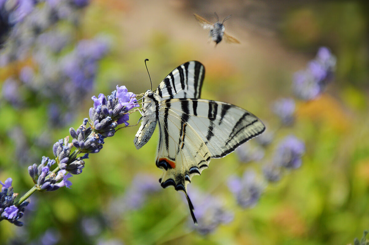 Ах, лето... - Надежда Куркина 