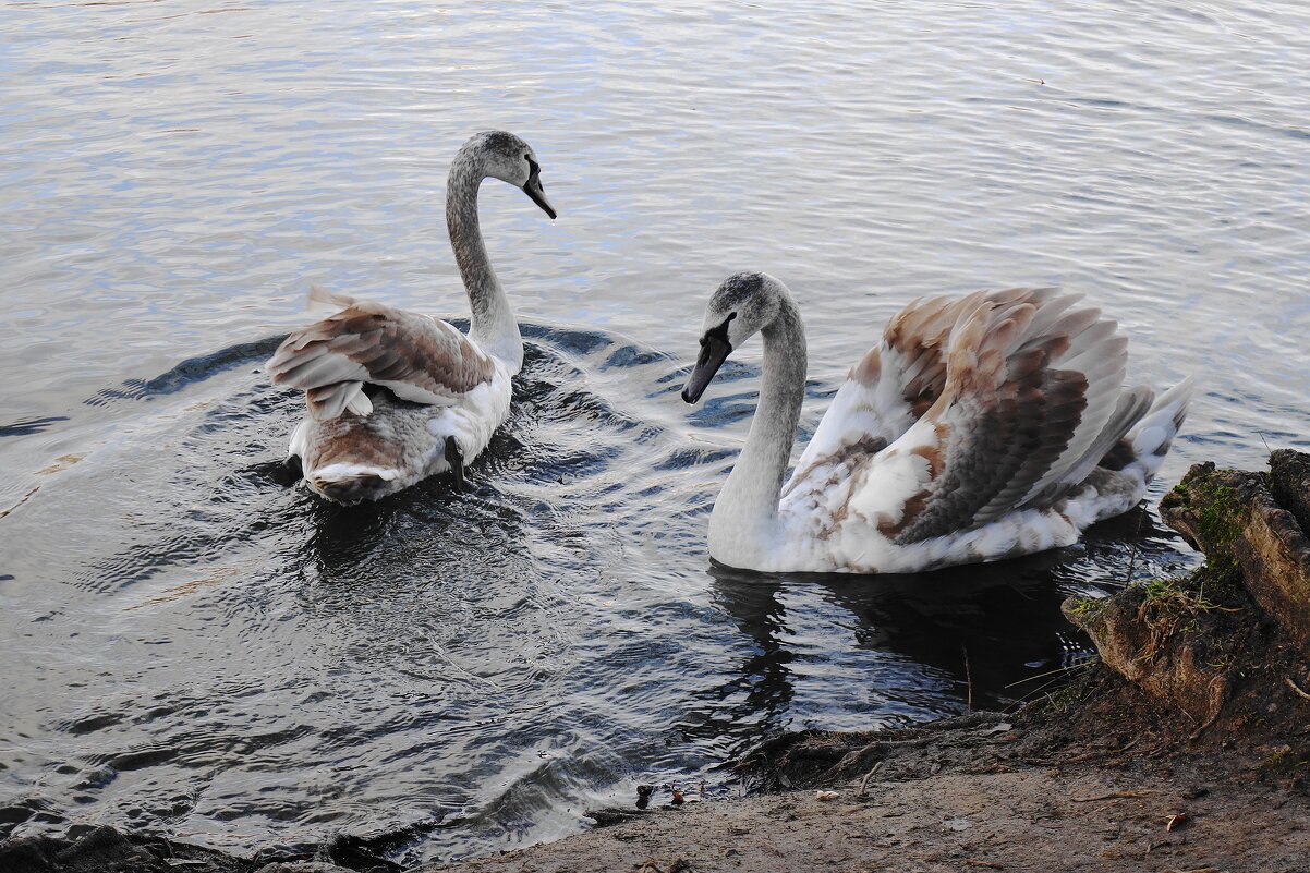Лебединая молодежь - Рита Симонова