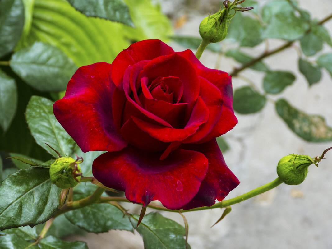 Бархатная  роза - Валентин Семчишин