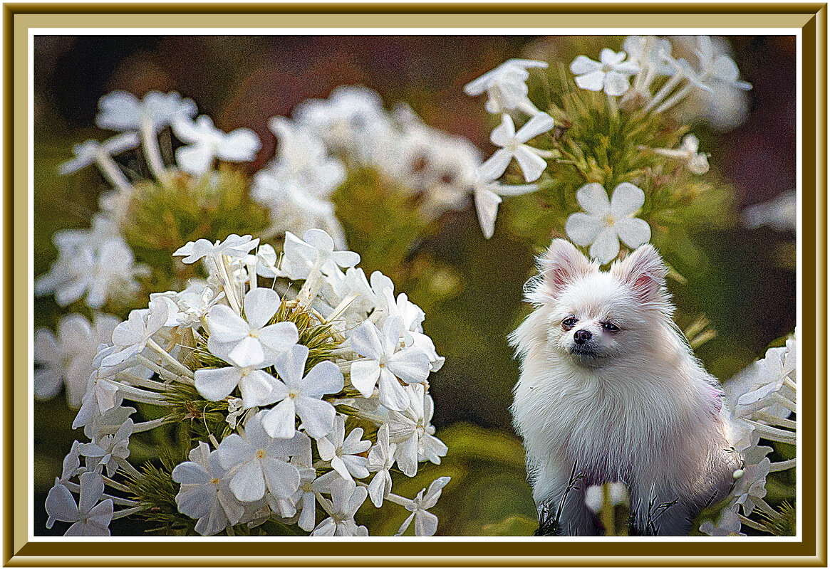 Зарисовка с собачкой - Владимир Кроливец