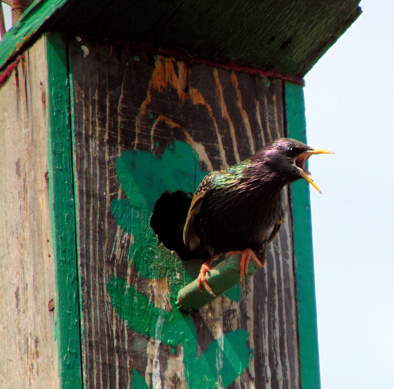 Скандальный постоялец. - nadyasilyuk Вознюк