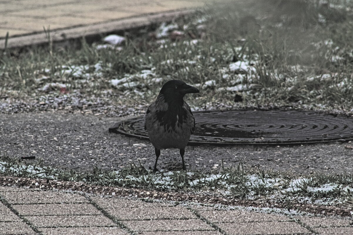 Серая ворона - Giant Tao /