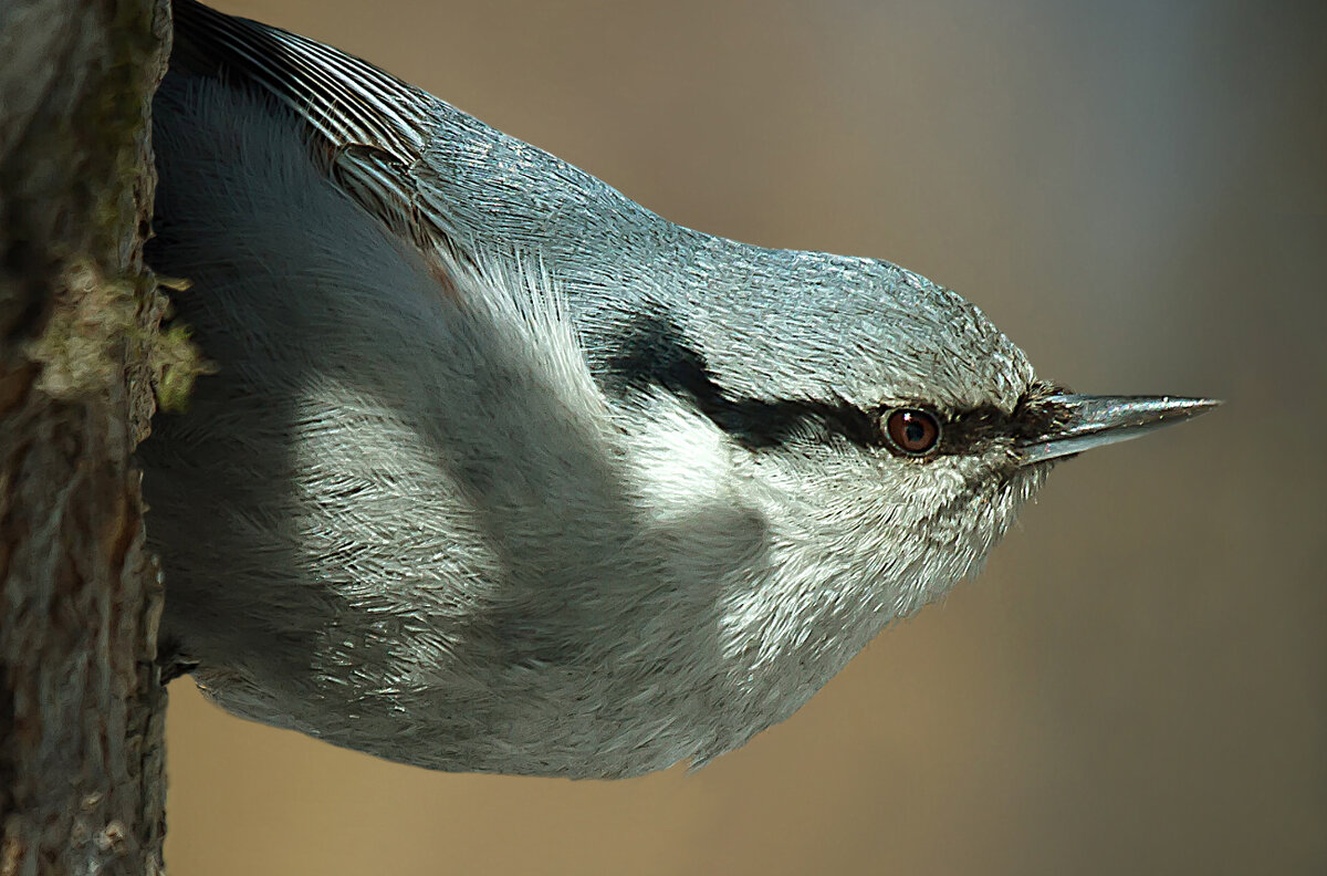 Обыкновенный поползень - Андрей Пристяжнюк