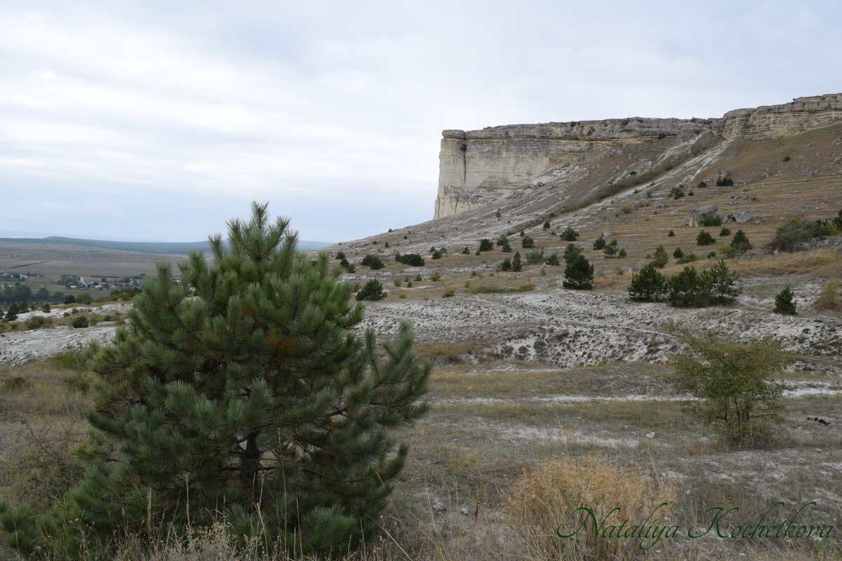 Природа Крыма - Amazing Cosmea