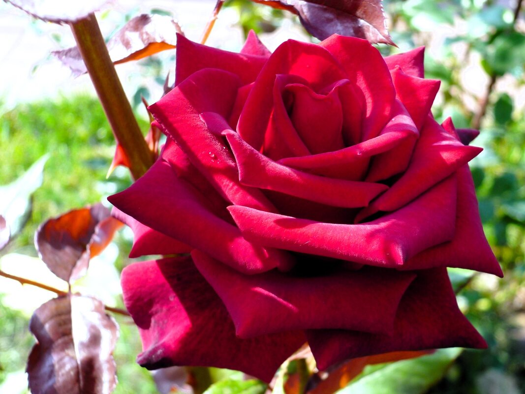 Роза - Наталья 