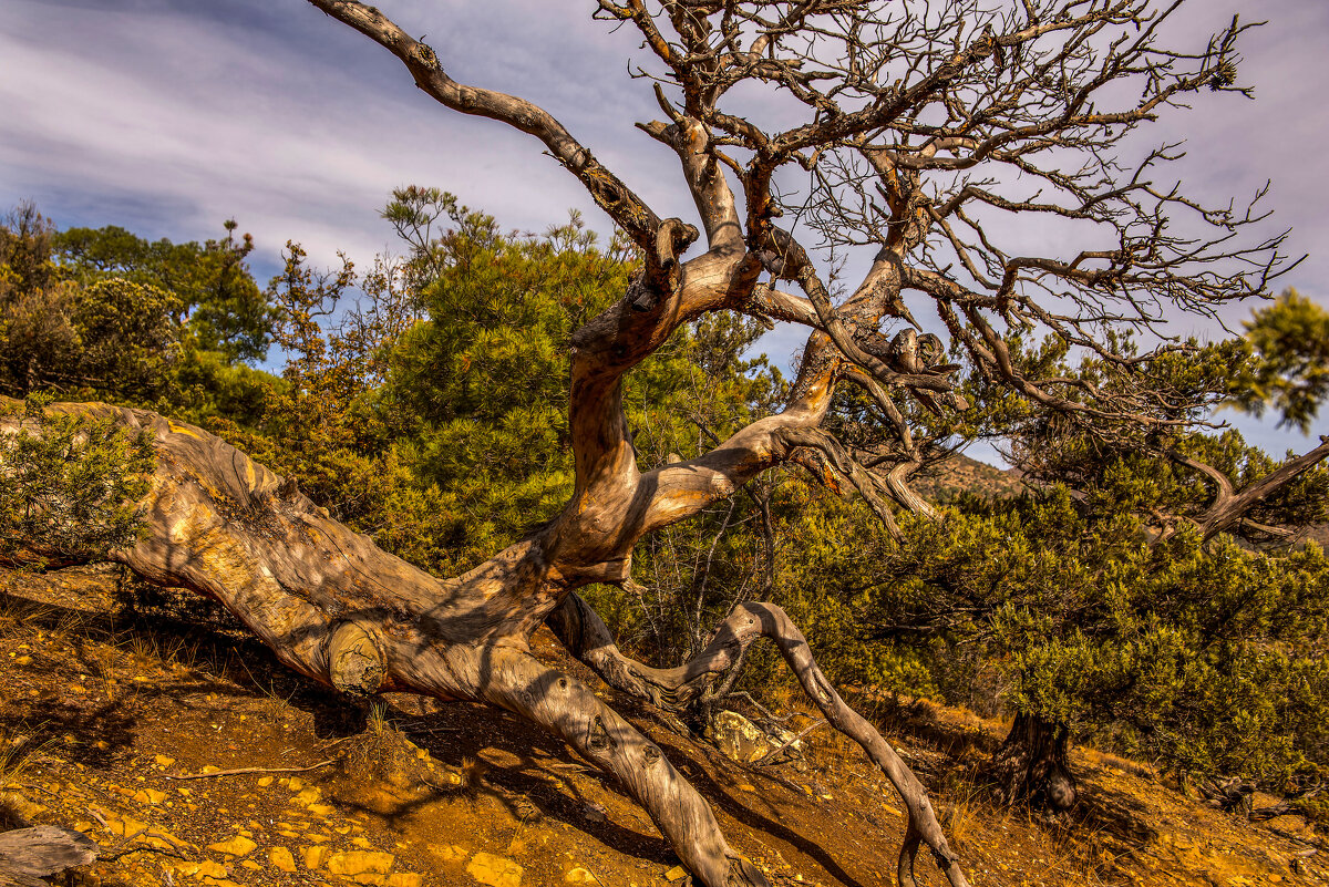 Богомол. - Сергей Воротников