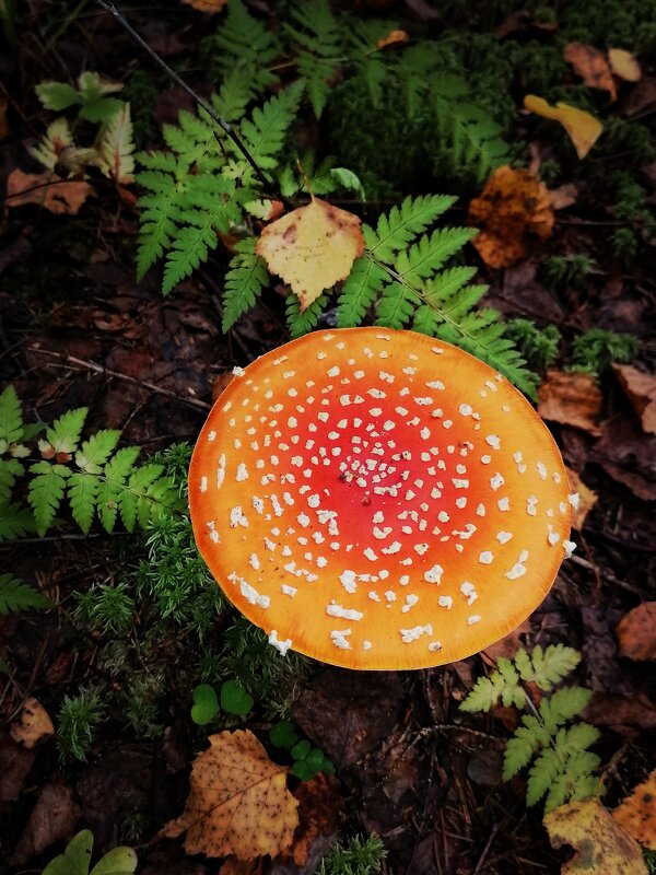 *** - Зоя Мишина