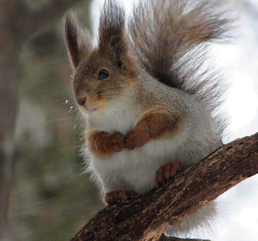 Кто пришел? - ZNatasha -