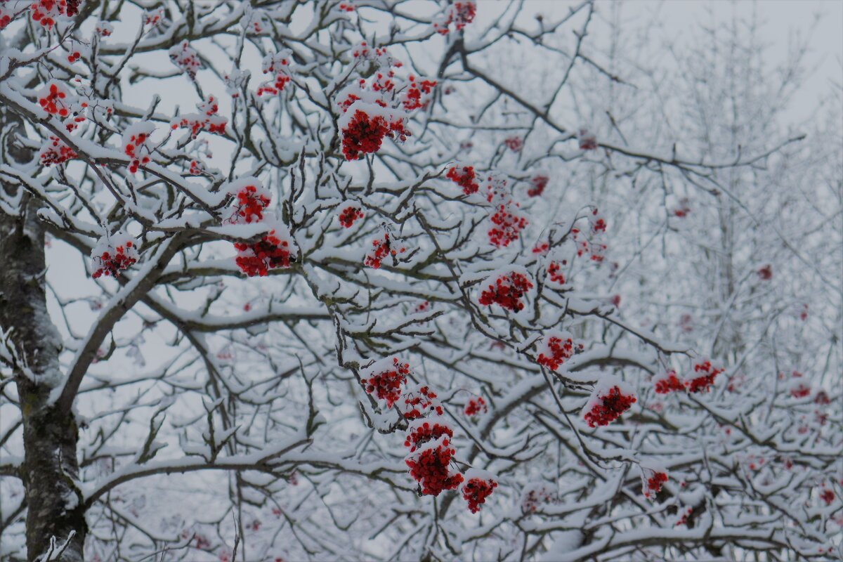 Сквозь снег... - Наталья Лунева 